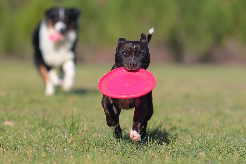 dog running with frisbee