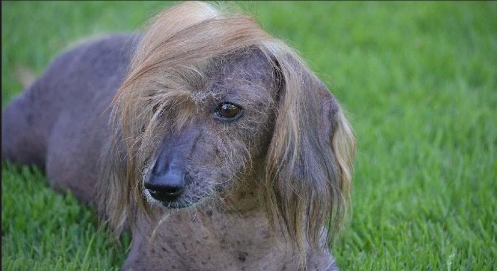 Donald Trump Dog