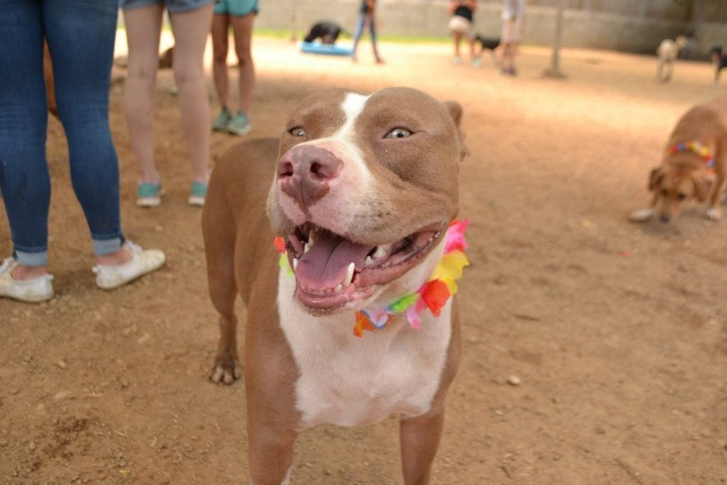 Dog Boarding San Antonio Airport Luau Pawty