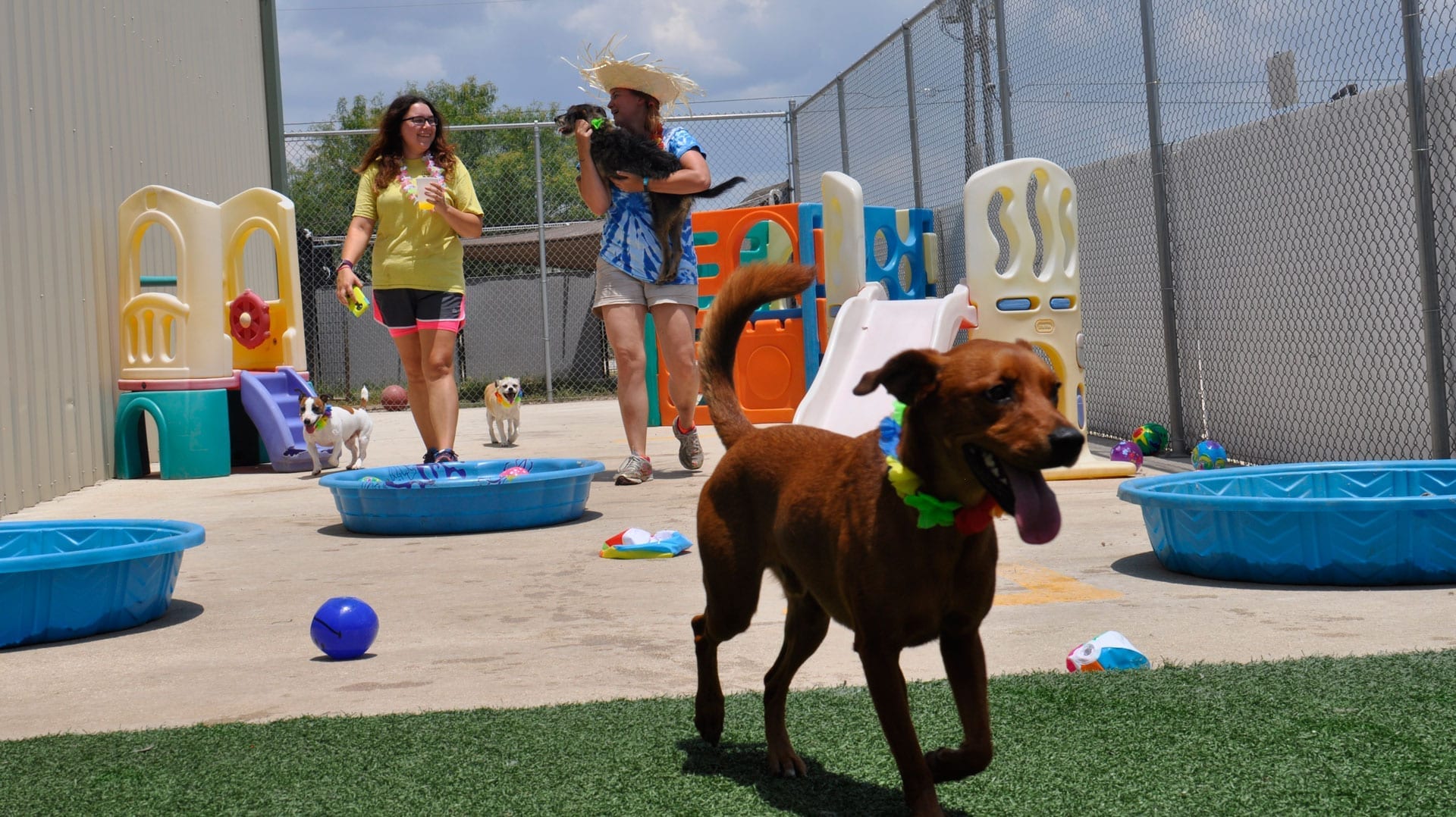 dog daycare San Antonio happy dog running