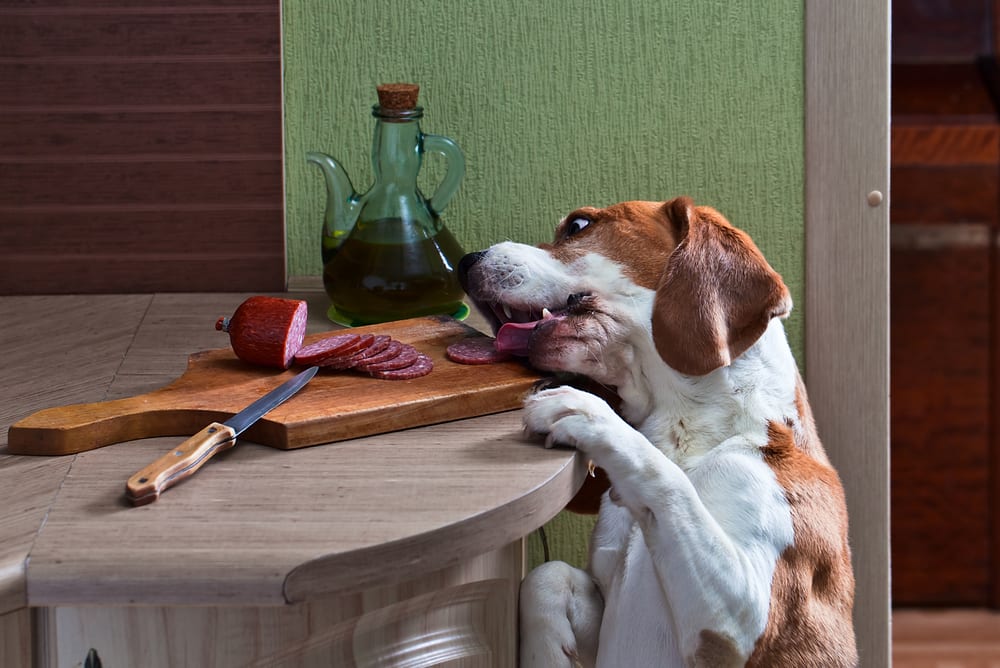 Beagle dog sneaks a treat