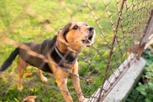 Dog barking through a fence