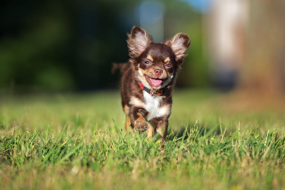 Chihuahua pup with hair flowing in the wind. 