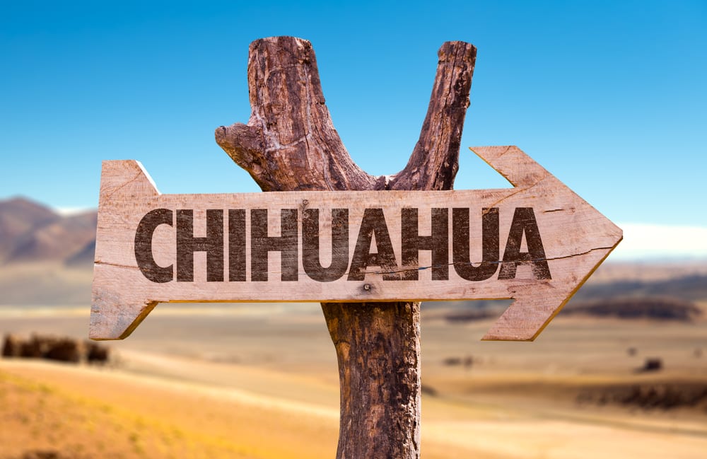 Chihuahua is a region and a dog. 