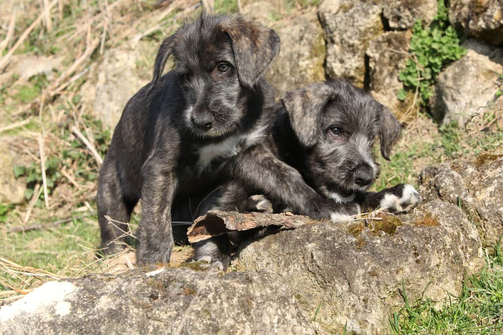 Irish Wolfhound puppies