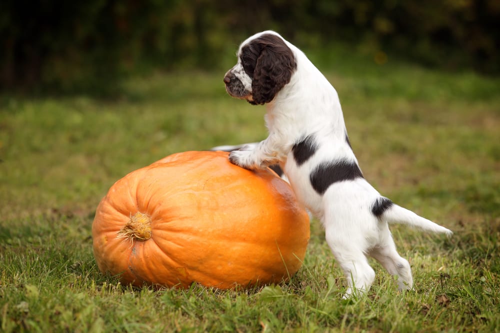Pup on a Pumpkin.
