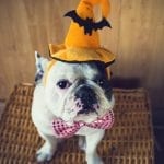 Bulldog wears an orange witch's hat.