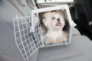 dog-car-safety-accessories