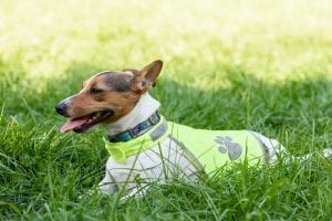 jack-russell-terrier-in-a-safety-vest