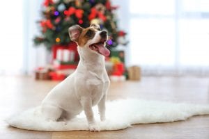 Christmas for Dogs