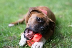Dealing with Heartworm