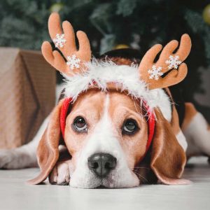 Holiday Proof Your Dog