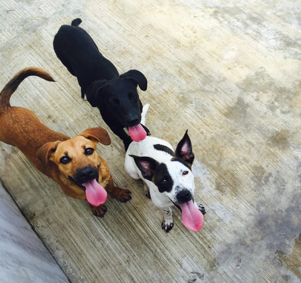 Happy shelter dogs