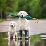 dog storm anxiety training techniques