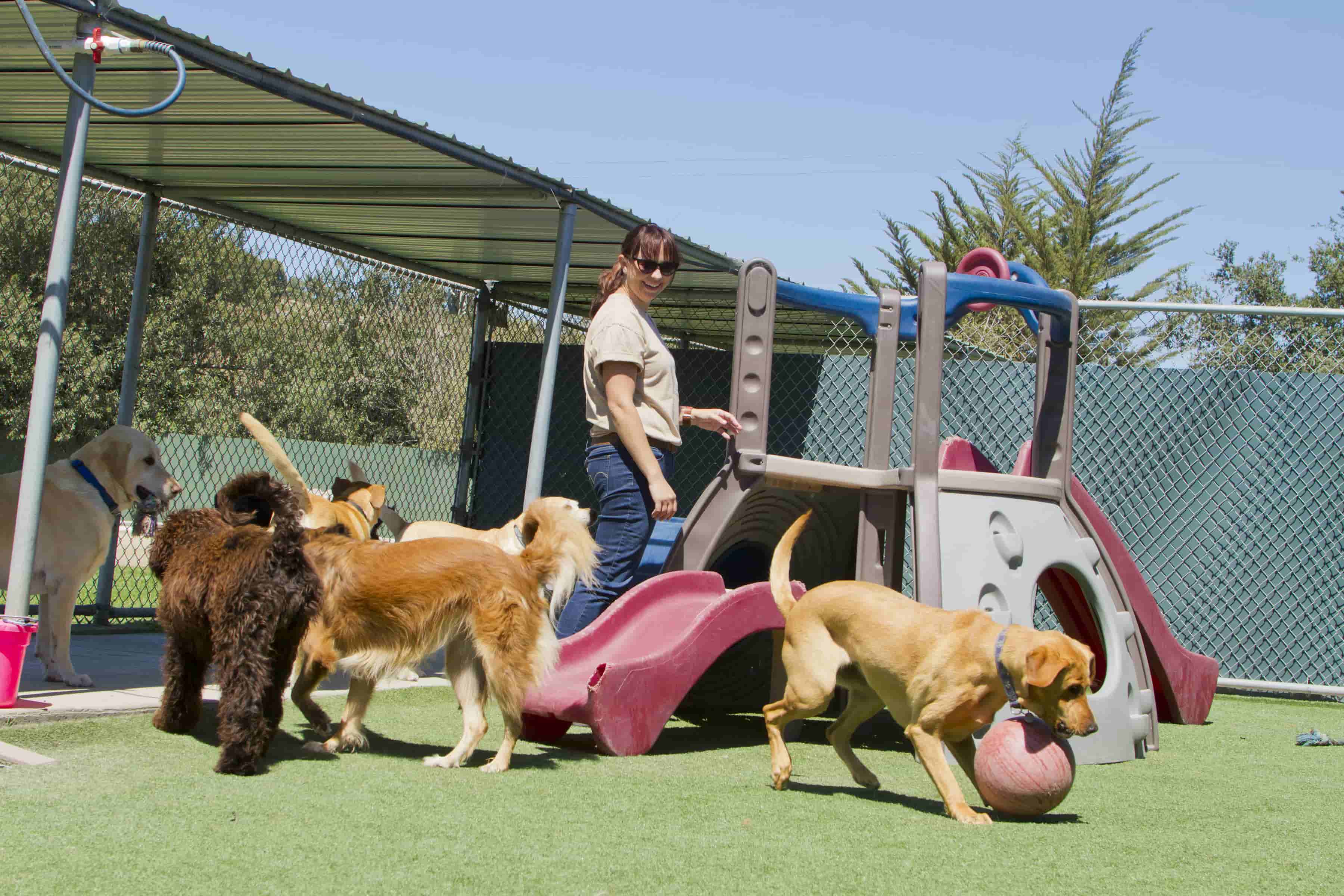 Dogs playing at boarding kennel