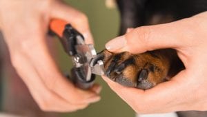 Dog getting nails clipped