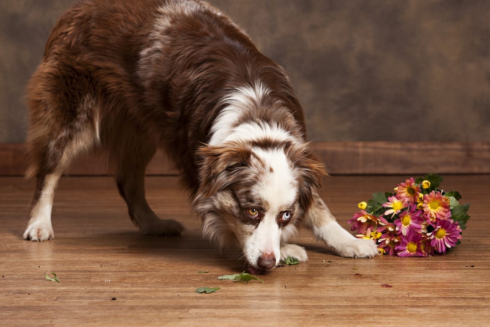 Australian Sheppard eating potted flowers