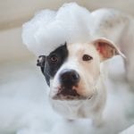 Dog Getting Bath with Bubbles