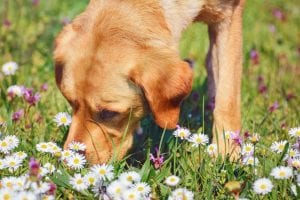 Dog sniffing flowers outside