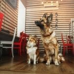 Dog friendly restaurants in San Antonio