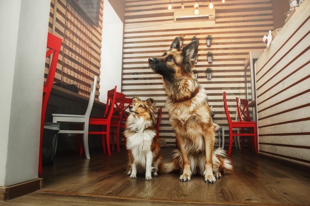 Dog friendly restaurants in San Antonio