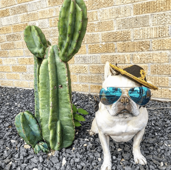 Fiesta Dog in sunglasses and Sombrero