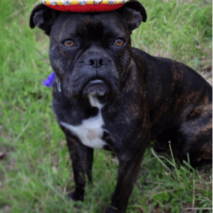 Dog in Sombrero for Fiesta