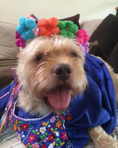 Dog in Flower Crown for Fiesta