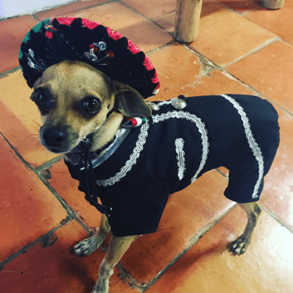 Dog in Sombrero for Fiesta