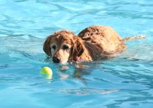 Use swimming as exercise for older dog