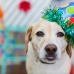 National Pet Day dog celebrating