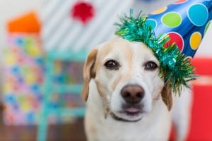 National Pet Day dog celebrating