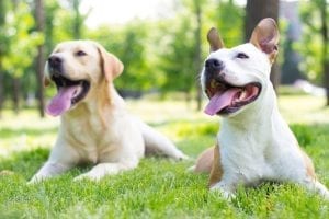 Pawderosa Ranch voted best Dog Daycare in San Antonio