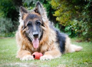 How to care for aging dogs