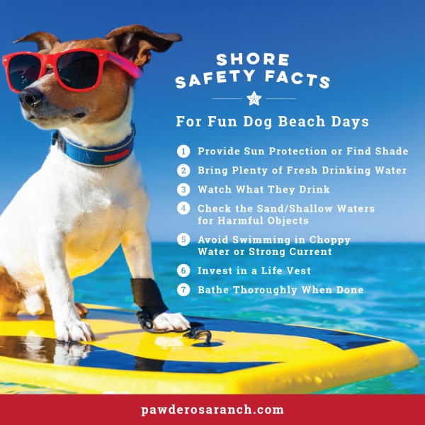 Dog Safety Tips at Beach