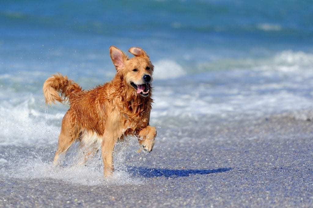 tips for taking your dog to the beach