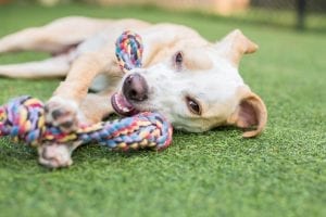 About San Antonio dog boarding and dog daycare