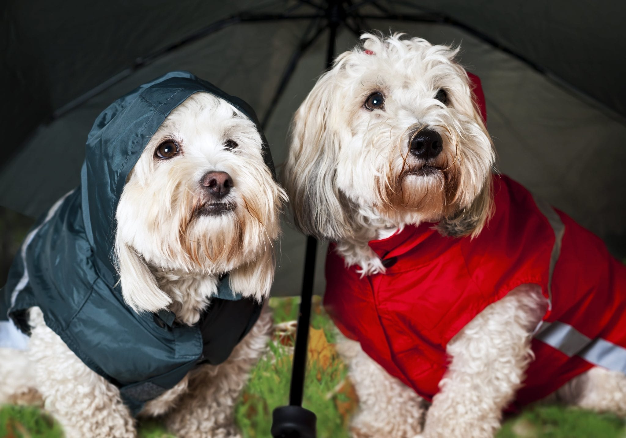 21 Fun Ways To Keep Your Dog Busy Indoors on a Rainy Day - Puppy In Training