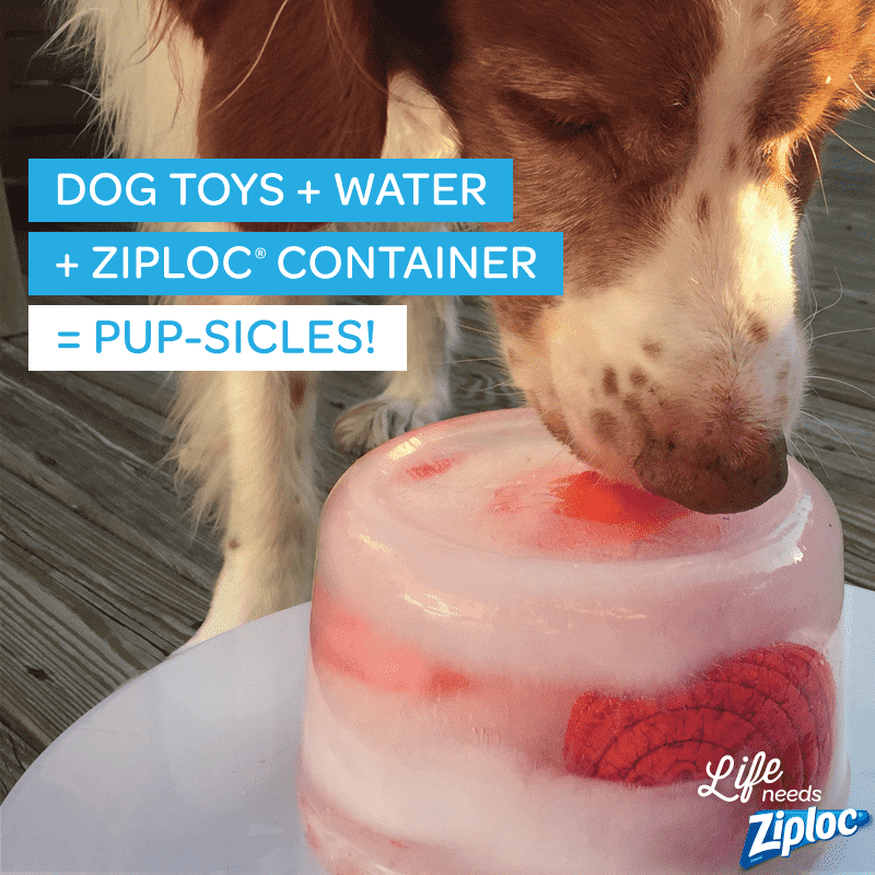 Dog toys frozen in water
