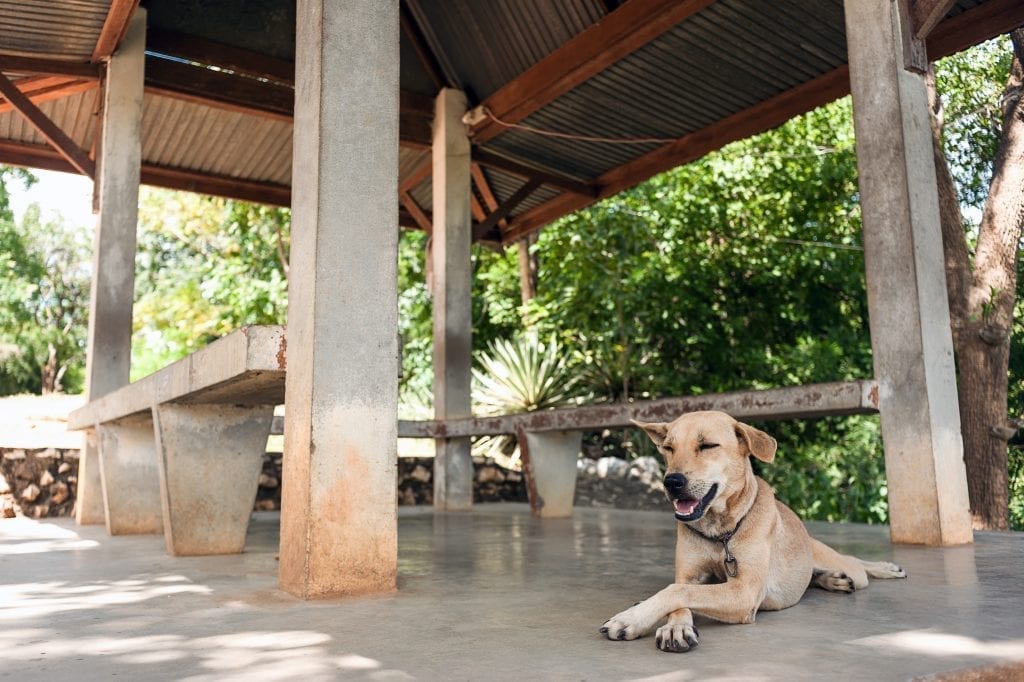Prevent overheating in dogs by staying in the shade