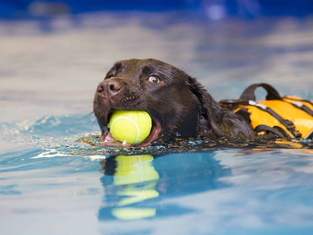Swimming dog for exercise