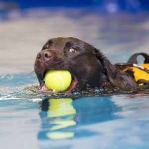 Swimming dog for exercise