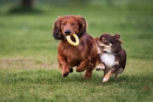 Dogs playing at Dog boarding