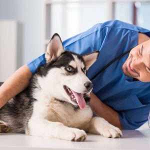 Dog at vet to stay healthy