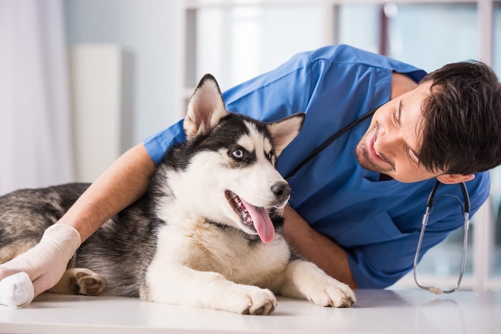 Dog at vet to stay healthy