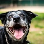 How to help dogs live a long time
