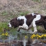 why dog daycare is good for bird dogs