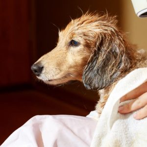 getting a puppy used to a bath