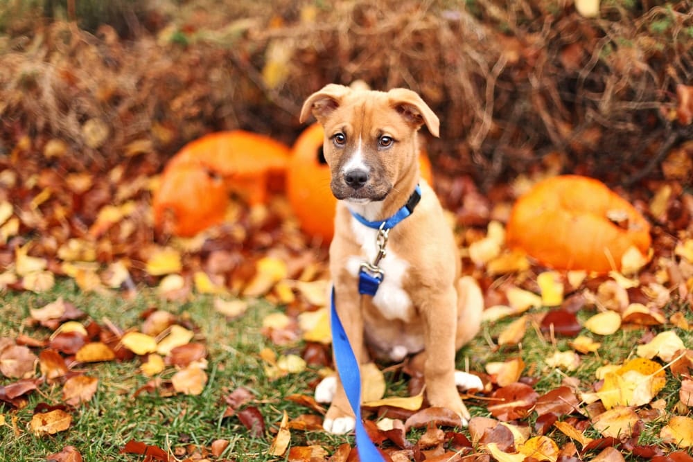 Dogs Can Enjoy Pumpkin Too Pawderosa Ranch