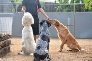 Photo of: 3 daycare dogs in a group sit